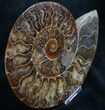 Split Ammonite Half - Agatized Chambers #7807-2
